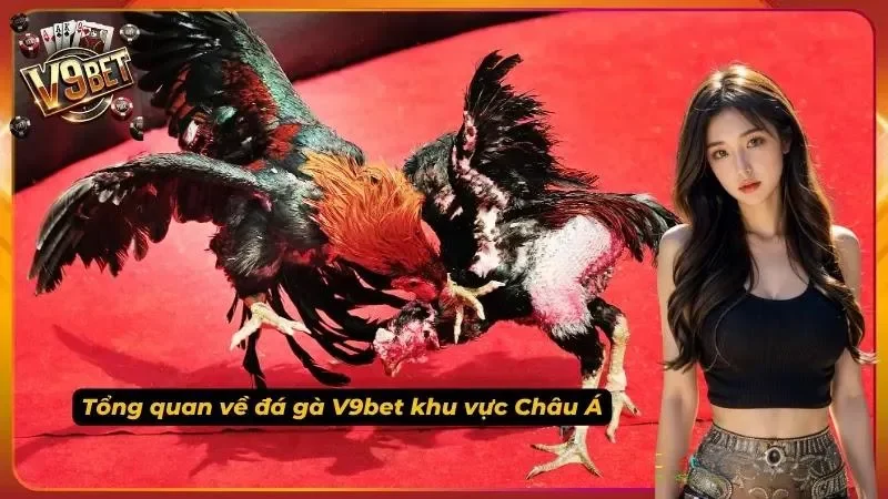 Đá Gà V9BET | Cách Đọc Kèo Meron, Wala, Draw 1 Hình minh họa nội dung đá gà V9BET cho người mới
