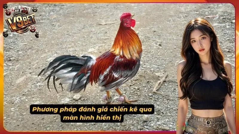 Đá Gà V9BET | Cách Đọc Kèo Meron, Wala, Draw 3 Hình minh họa quan sát trước trận trong đá gà V9BET